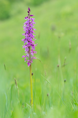 Anacamptis palustris. Wild orchid