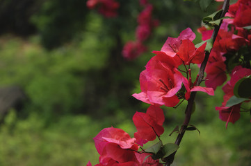 The beautiful blossoming bougainvillea flowers in spring 