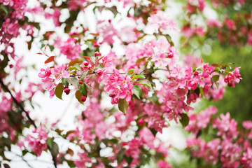 Apple blooming branch
