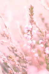 Alpine plant, Alpine meadow with blur and sweet toned filter