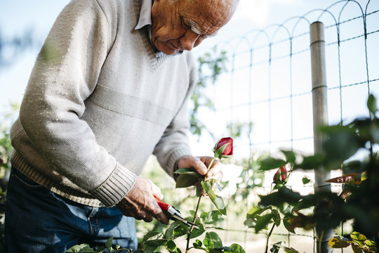 Rose,schneiden,arbeiten,Garten,Gartenarbeit,Hobby,Zerbrechlichkeit