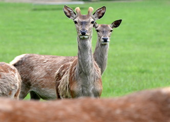 Giraffenhirsch, Junghirsch mit nachwachsendem Geweih ähnelt Giraffe