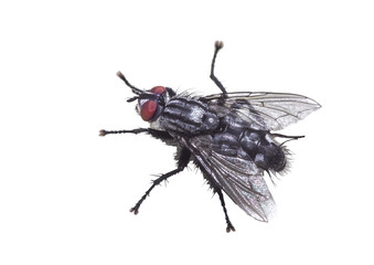 Fly meatfly isolated on white background