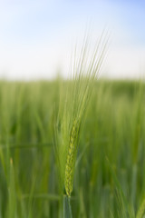 Ear of grain on a green field
