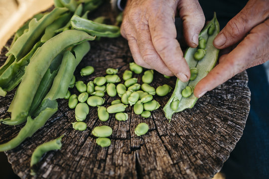 Bohne,Schote,Aktion,Frische,Garten,Hobby,sch&auml;len