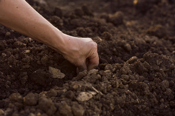 Woman's hand seeding new plant