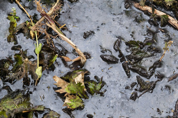 Mud soil decay dead flowers dark floods