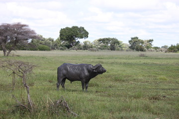 Wild Africa Botswana savannah African Buffalo animal mammal