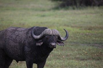 Obraz premium Wild Africa Botswana savannah African Buffalo animal mammal