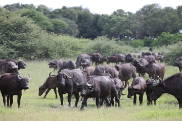 Naklejka na ściany i meble Wild Africa Botswana savannah African Buffalo animal mammal