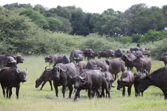 Wild Africa Botswana savannah African Buffalo animal mammal