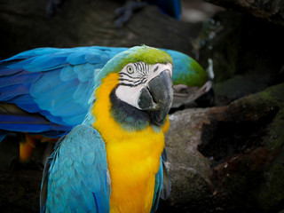 A Blue and Yellow Macaw