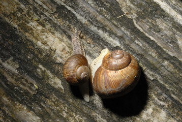 Snails crawling on rock. Snails family