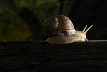 Burgundy snail (Helix, Roman snail, edible snail, escargot) crawling on its old wood