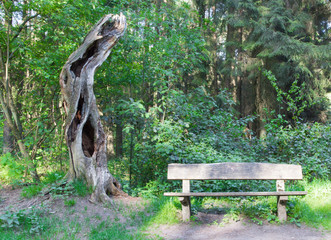 Bank am Wanderweg mit alten Baum