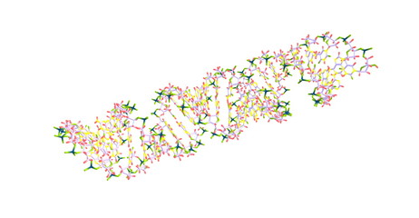 Deoxyribonucleic acid - DNA- molecular structure isolated on white