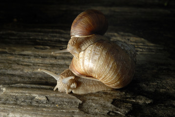 Two snails crawling on rock