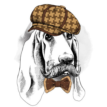The poster with the image of the dog Basset Hound with a mustache in the cap and bow. Vector illustration.