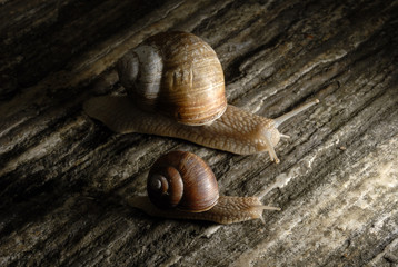 Two snails crawling on rock