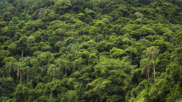 Fototapeta Dense tropical rainforest in Brazil, nature background. 