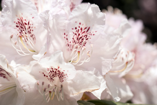Branch of white Rhododendron bush