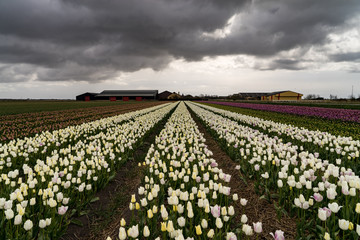 Vibrant fields of colorful tulips carpet the valleys of Holland during the annual springtime festival. This is a popular time for tourists to visit the area