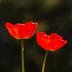 Obraz premium Pair of red shiny tulips