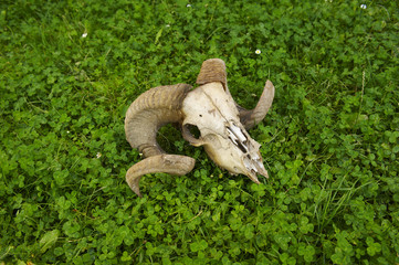 Sheeps skull with copy space.