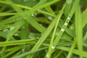 Water drops on the green grass
