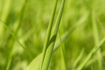 Vibrant green grass close-up