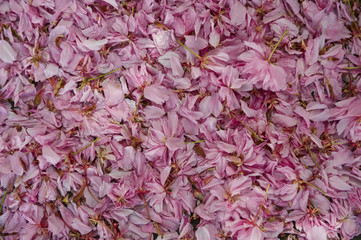 Spring Blossoming Bush Pink Flowers Nature fallen leaves Background