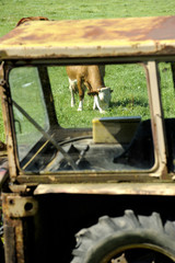 Fototapeta na wymiar cow grazing behind the old tractor