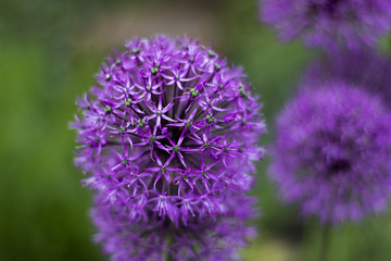 Allium