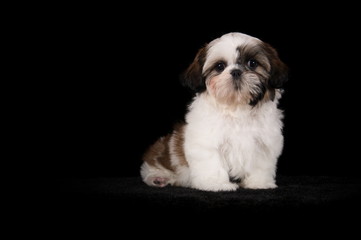 Shih-Tzu en studio