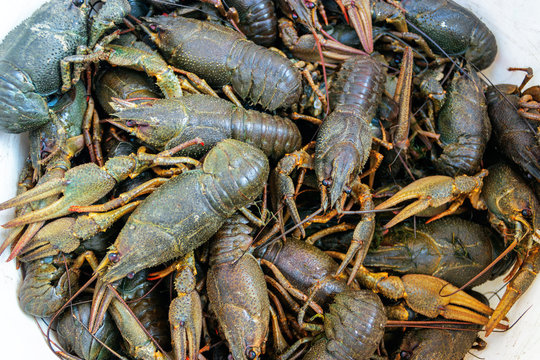 live crayfish closeup