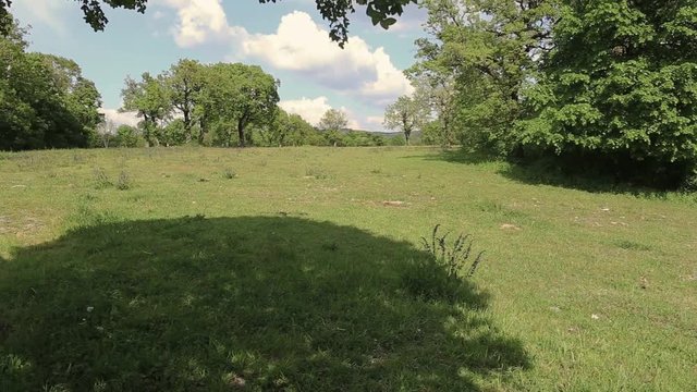 LIPIZZAN HORSES GALLOPING IN A GLADE