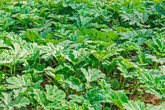 thickets of sosnovsky hogweed