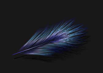 Vector illustration of the blue feather