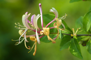 Jelängerjelieber - Echtes Geißblatt - Lonicera caprifolium Blüte