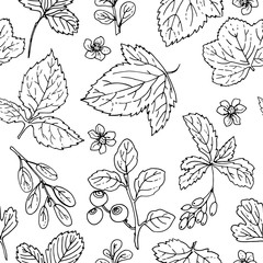 Pattern of vector berries and leaves. Wild berries painted line on a white background. 