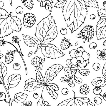 Pattern of vector berries and leaves. Wild berries painted line on a white background. 