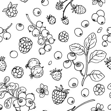 Pattern of vector berries and leaves. Wild berries painted line on a white background. 