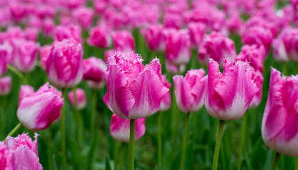 Colorful tulips