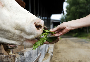 Young boy feeding cow with grass