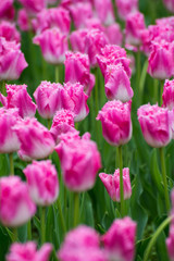 Fototapeta premium Colorful tulips