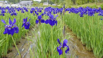 公園に咲くアヤメ © mtaira