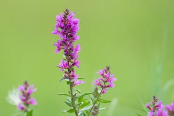Gewöhnlicher Blutweiderich / Lythrum salicaria