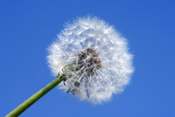 Dandelion on a blue sky background
