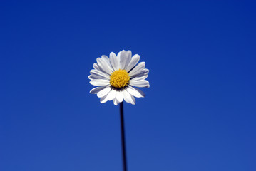 One Daisy blue sky background