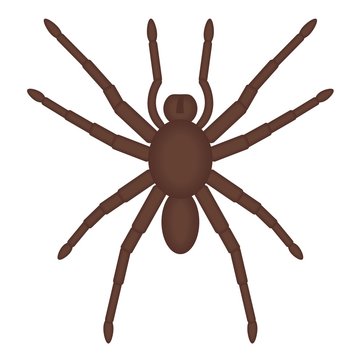 Brown spider.